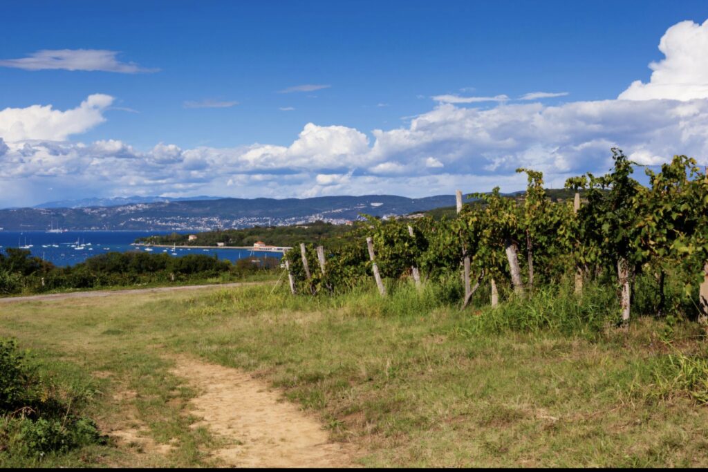 Discover the Wine Heart of Slovenian Istria